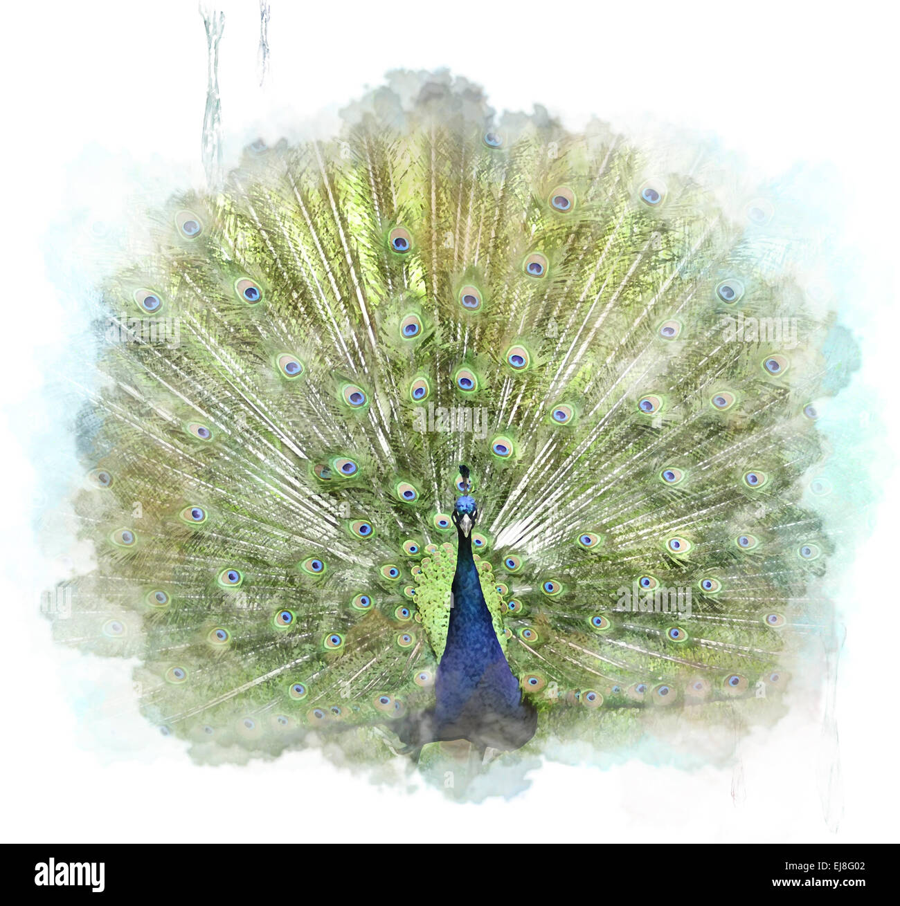 Ilustración de pavo real fotografías e imágenes de alta resolución - Alamy