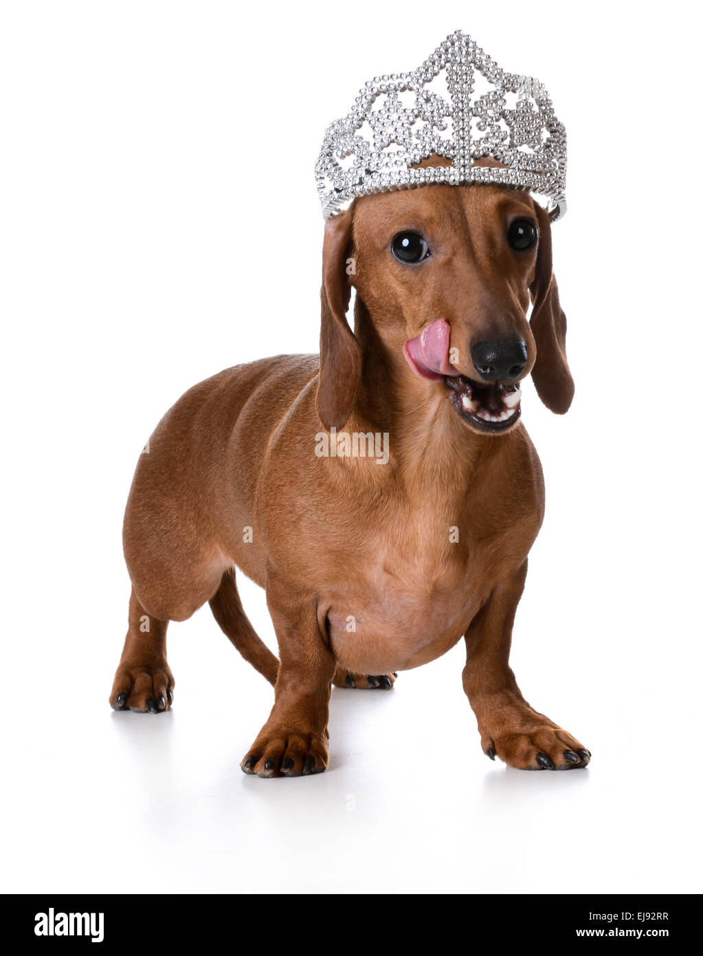 Dog tiara fotografías e imágenes de alta resolución - Alamy