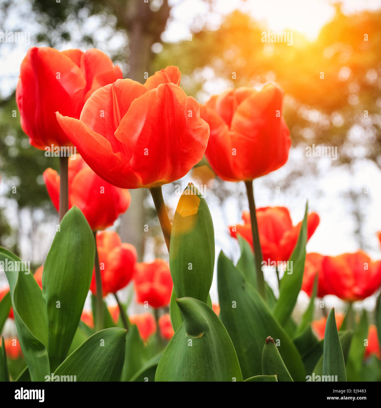 Tulipanes frescos en cálido sol Foto de stock
