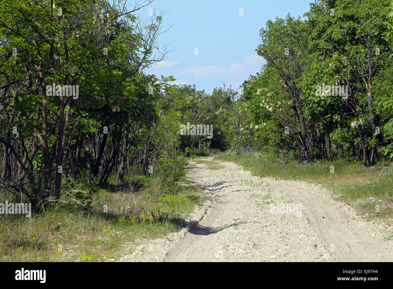 Sendero de arena en el Lago Neusiedl, Austria Foto de stock
