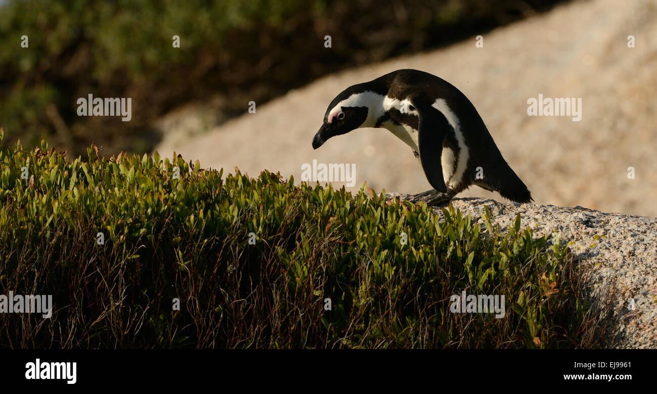 De pingüinos africanos (Spheniscus demersus) en el paseo, en una playa cerca de Ciudad del Cabo, en Sudáfrica. Foto de stock