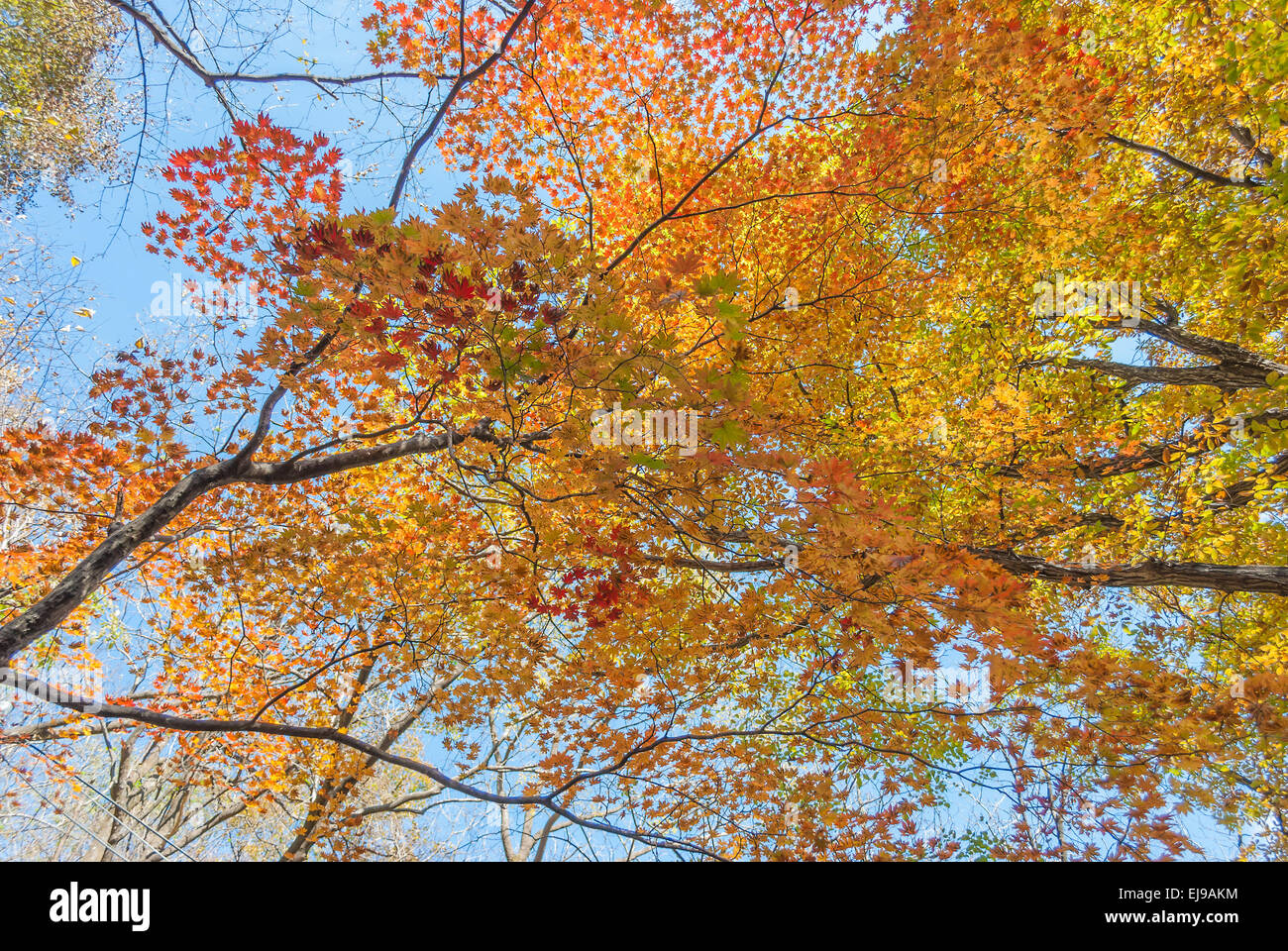 Transformación de las hojas en el Parque Nacional de Seoraksan Foto de stock