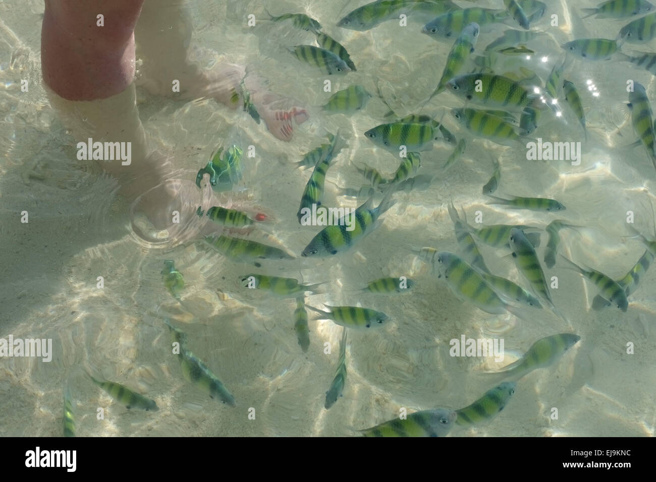 Alimentación de peces sargento del Indopacífico, Abudefduf vaigiensis, en las claras aguas de Koh Poda en el Mar de Andaman, Tailandia Foto de stock