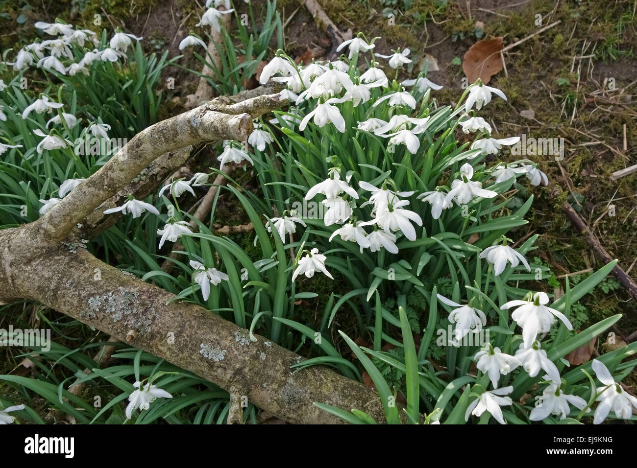 Campanilla de las nieves naturalizado, Galanthus nivalis, florece en los bosques en primavera, Berkshire. Foto de stock