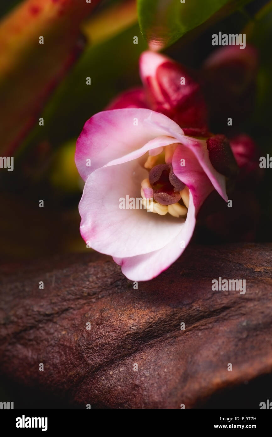 Spring Flower bergenia disparó al aire libre. Foto de stock