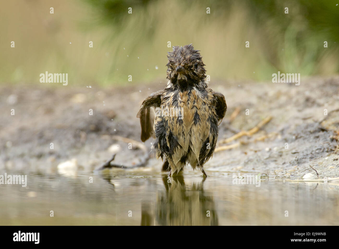 Unión Stonechat Foto de stock