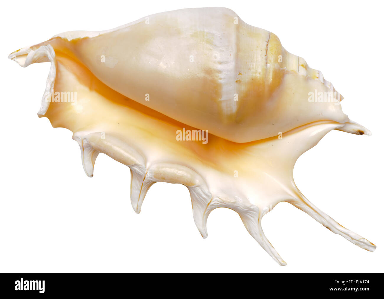 Mejillón y shell aislado sobre blanco Foto de stock