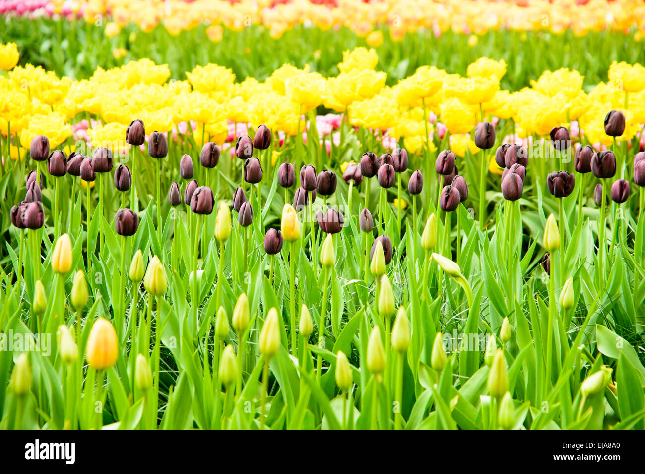 La ropa de cama de coloridas flores de primavera, camas coloridos primavera arreglo floral con negro, morado y amarillo tulipán (Tulipa) Foto de stock