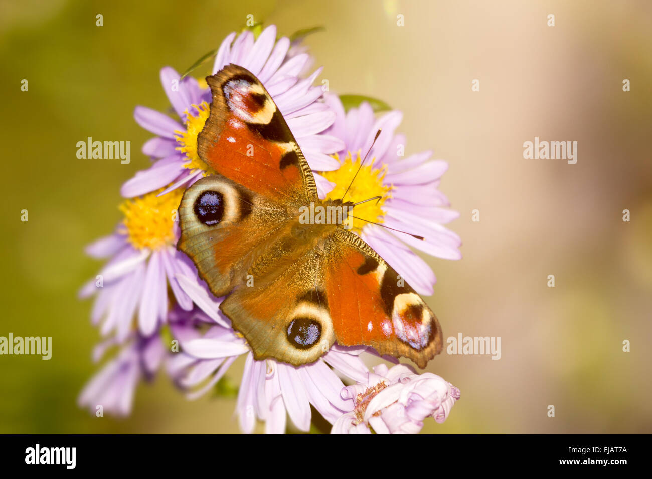 Mariposa Aglais io Foto de stock