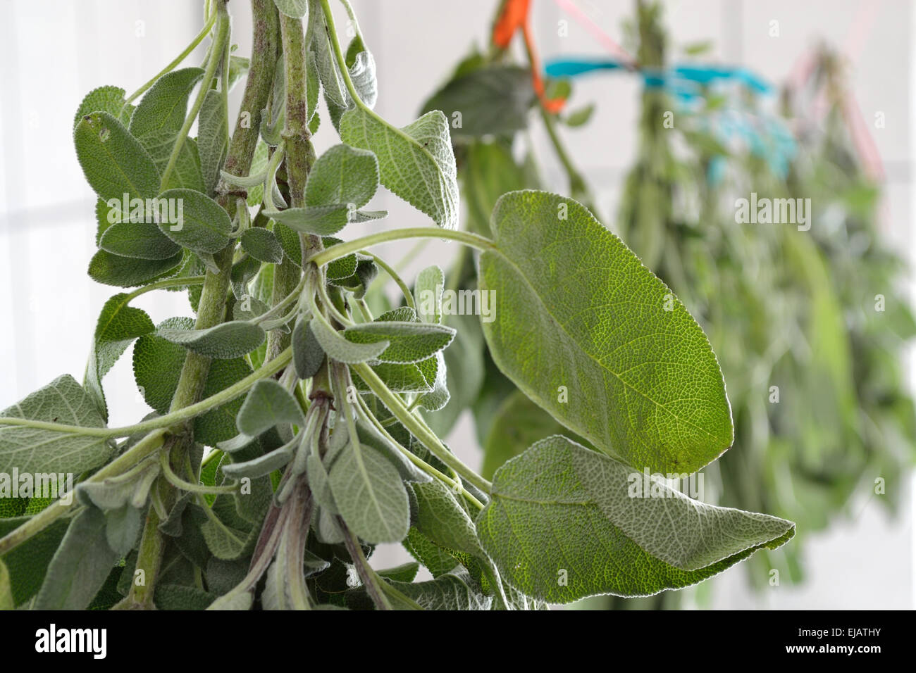 Las hierbas medicinales es secado Salvia Foto de stock
