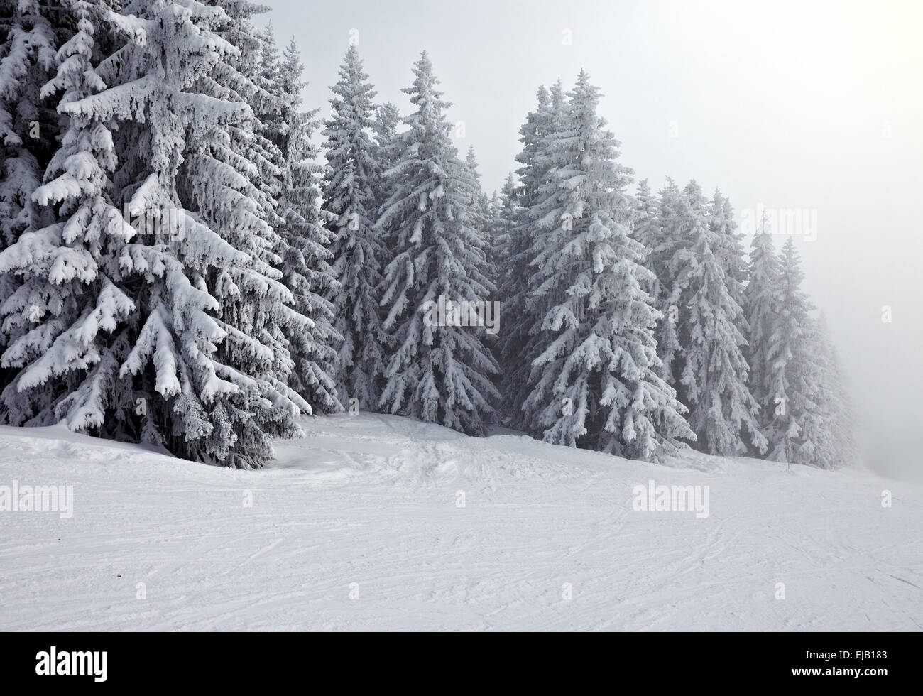Bosque de invierno Foto de stock