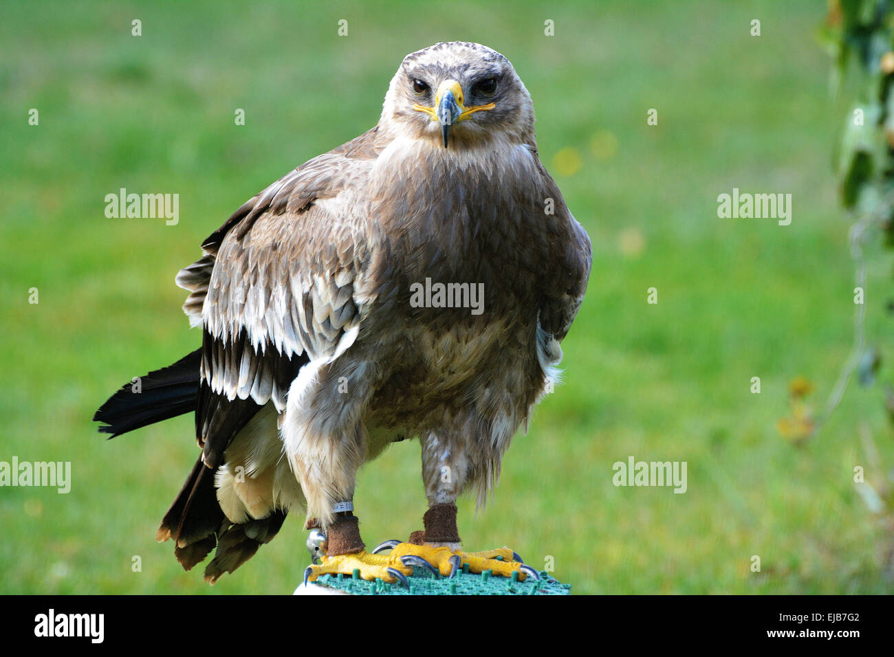 Águila de estepa en alemán la cetrería Potsdam Foto de stock