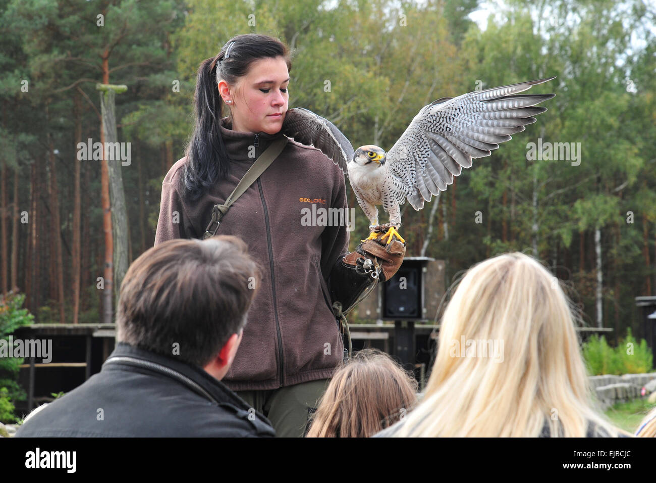 Presentación de un halcón, Alemania Foto de stock