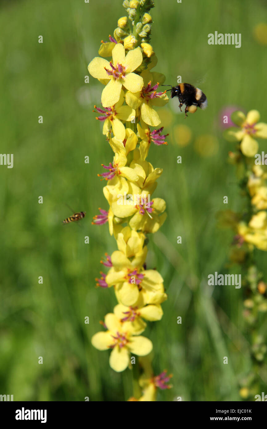 Mullein, Planta de terciopelo Foto de stock