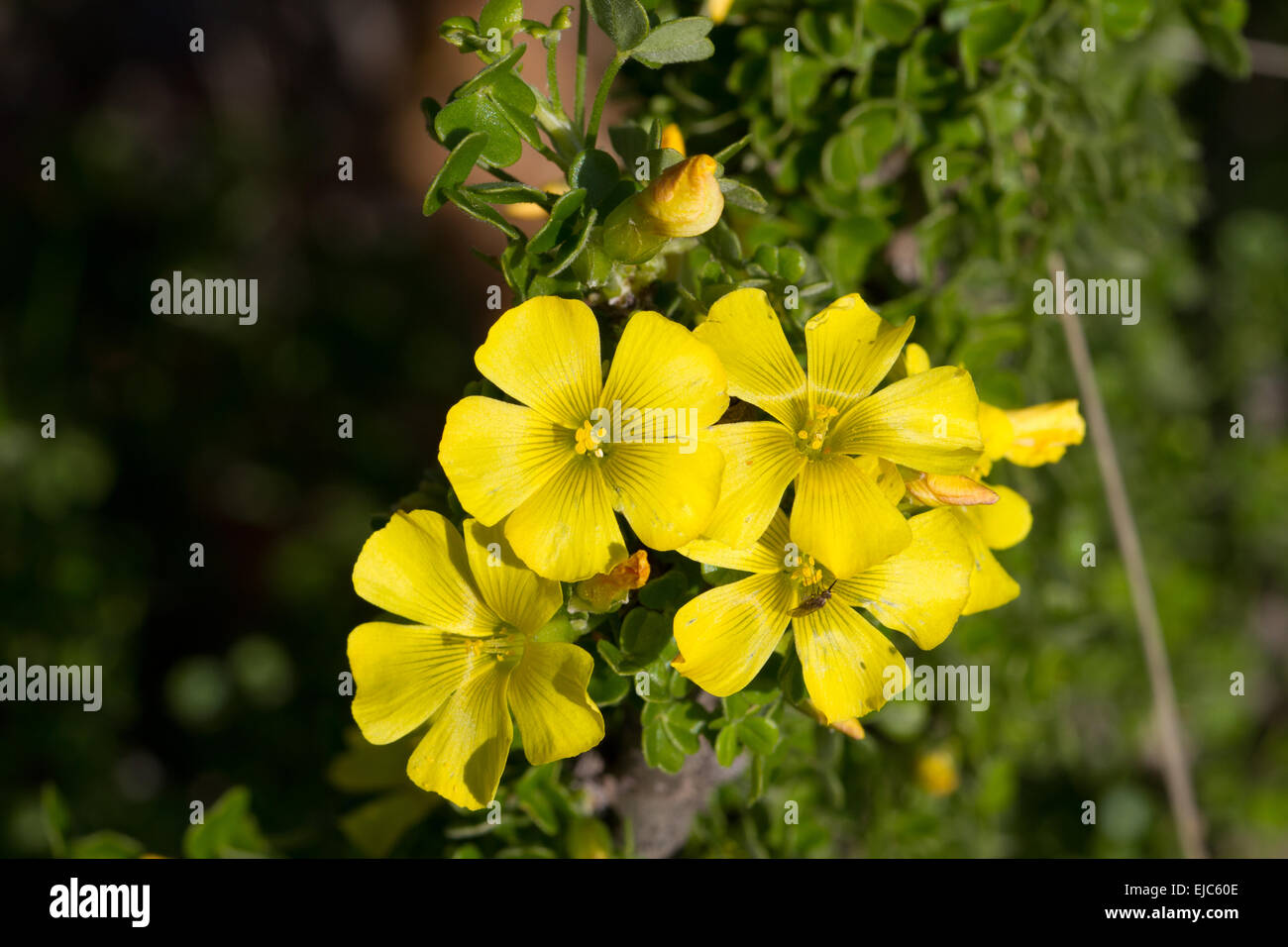 Giant oxalis oxalis gigantea fotografías e imágenes de alta resolución