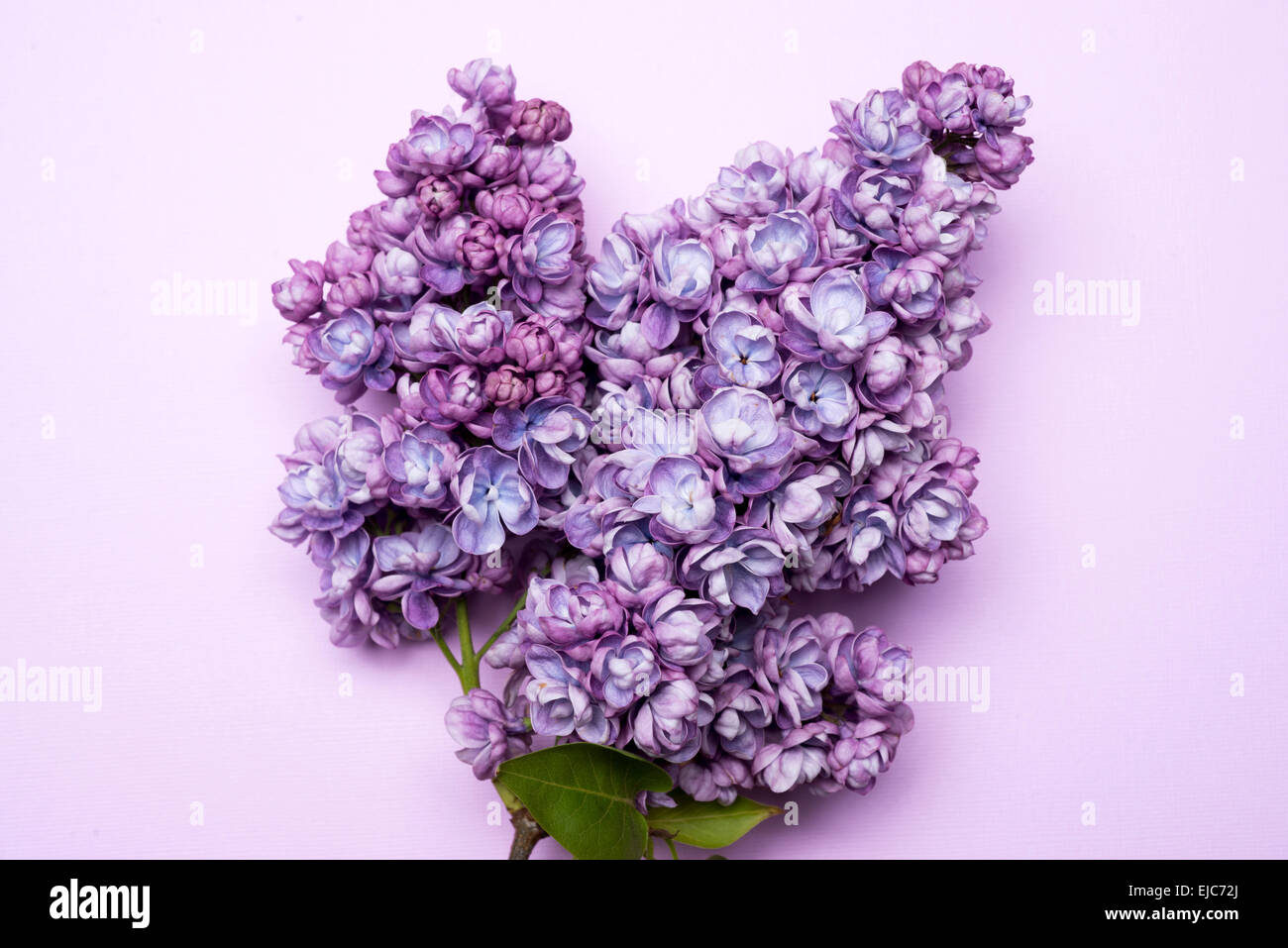 Doble las lilas (Syringa vulgaris) Alice Christiansen Foto de stock