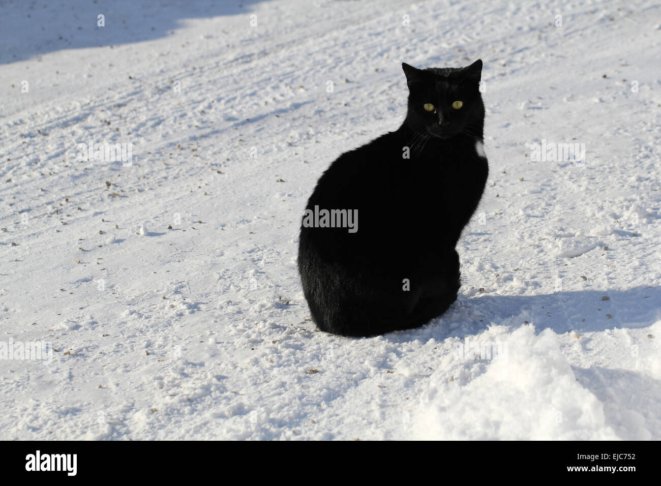 Gato negro en la nieve. Foto de stock