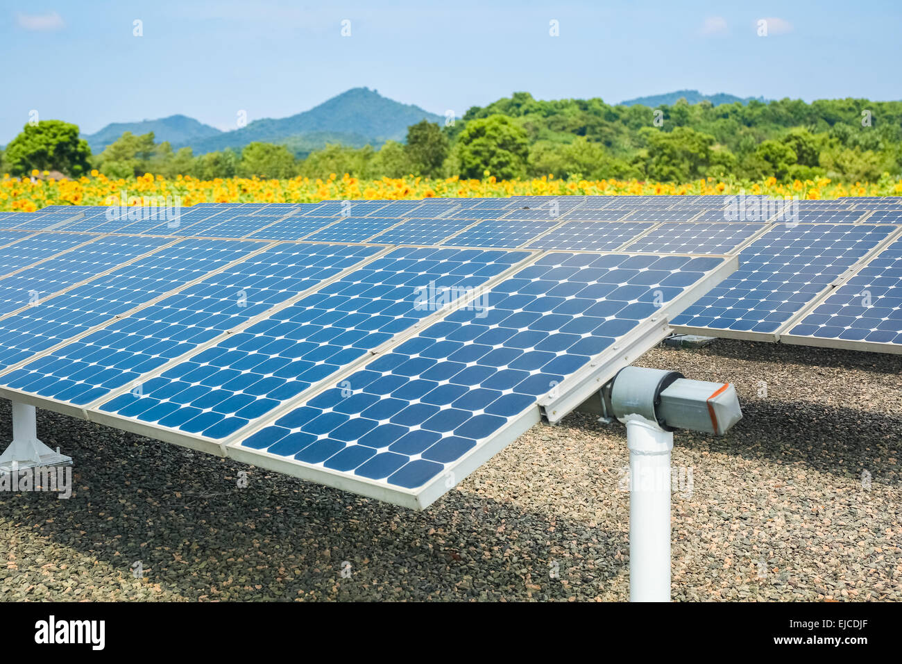 Paneles de energía solar y tierras de cultivo de girasol Foto de stock