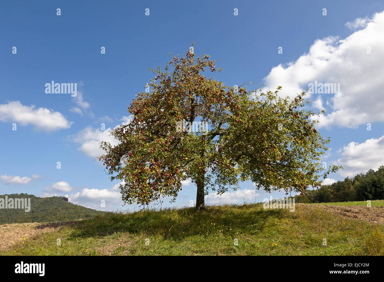 árbol de manzana Foto de stock