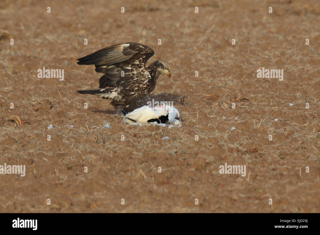 Joven águila calva con Snow Goose Foto de stock