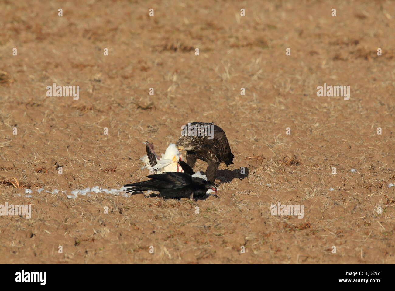 Joven águila calva con Snow Goose Foto de stock