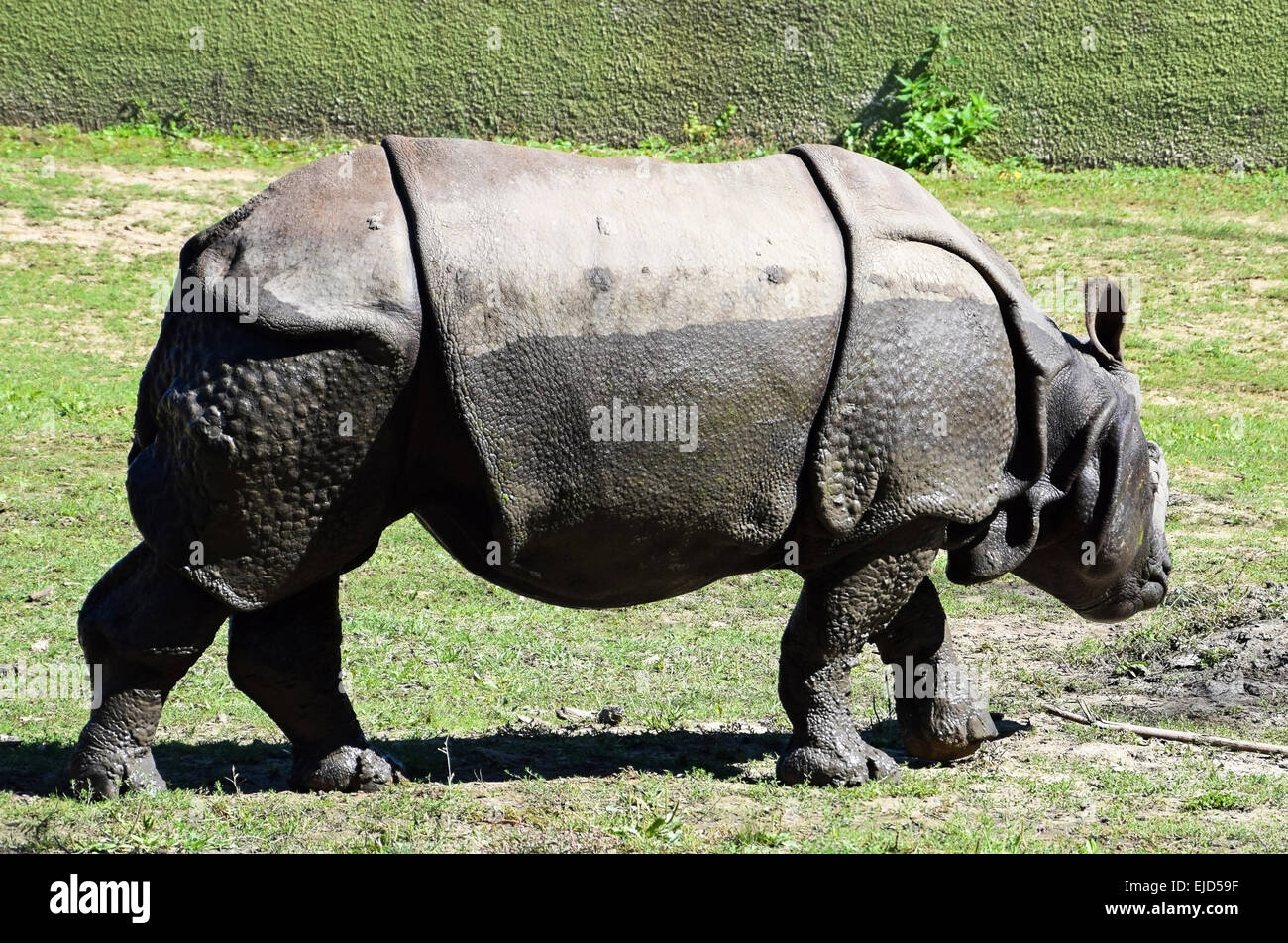 Rinoceronte Foto de stock