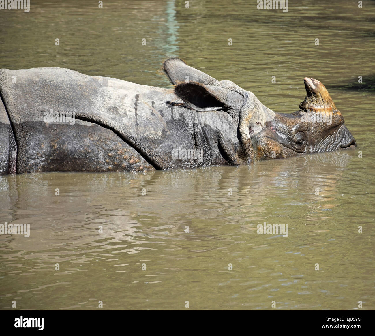 Rhinoceros es bañarse Foto de stock
