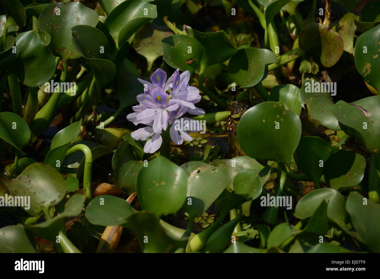 Jacinto de Foto de stock