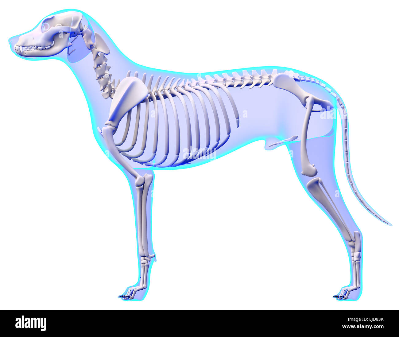 Anatomía del esqueleto de perro - Anatomía de un esqueleto de perro macho Foto de stock