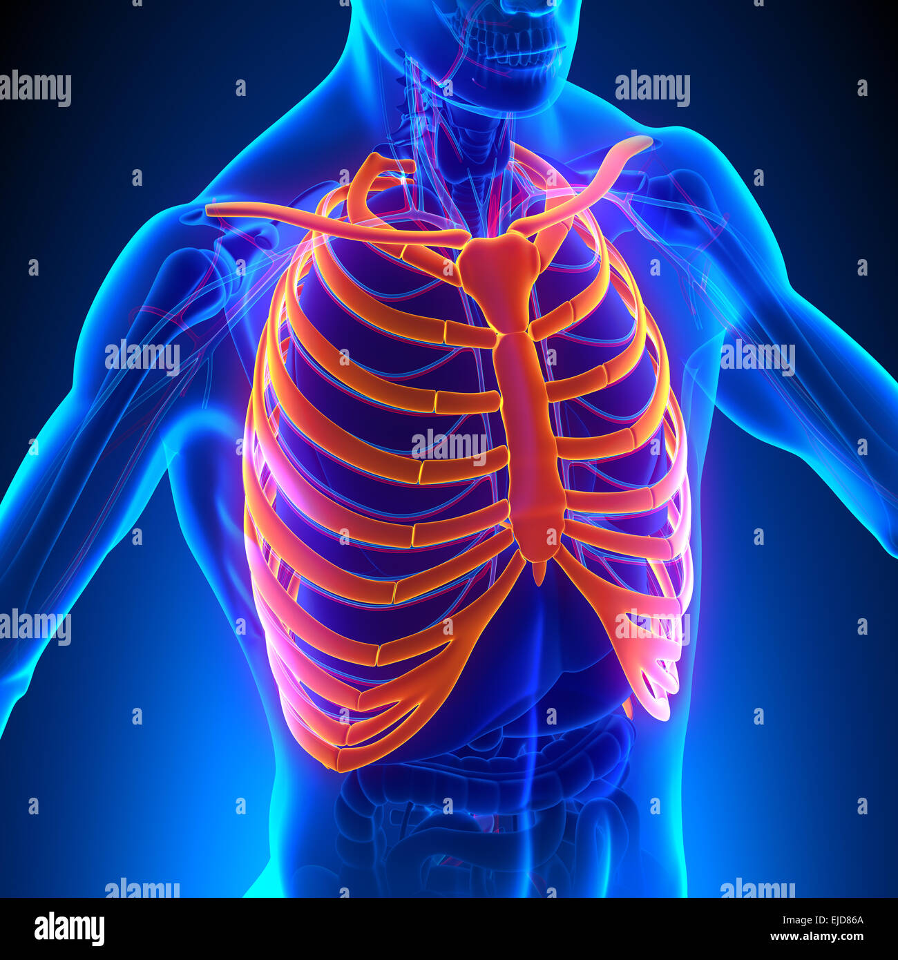 Anatomía de la caja torácica huesos con Sistema Circulatorio Fotografía de  stock - Alamy