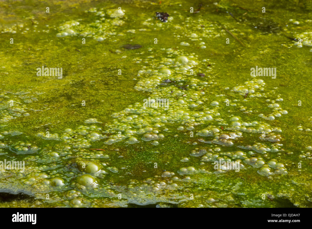 Densa cobertura de algas filamentosas alga verde brillante con masas de burbujas de gas metano atrapado oxígeno vegetación putrefacta debajo Foto de stock