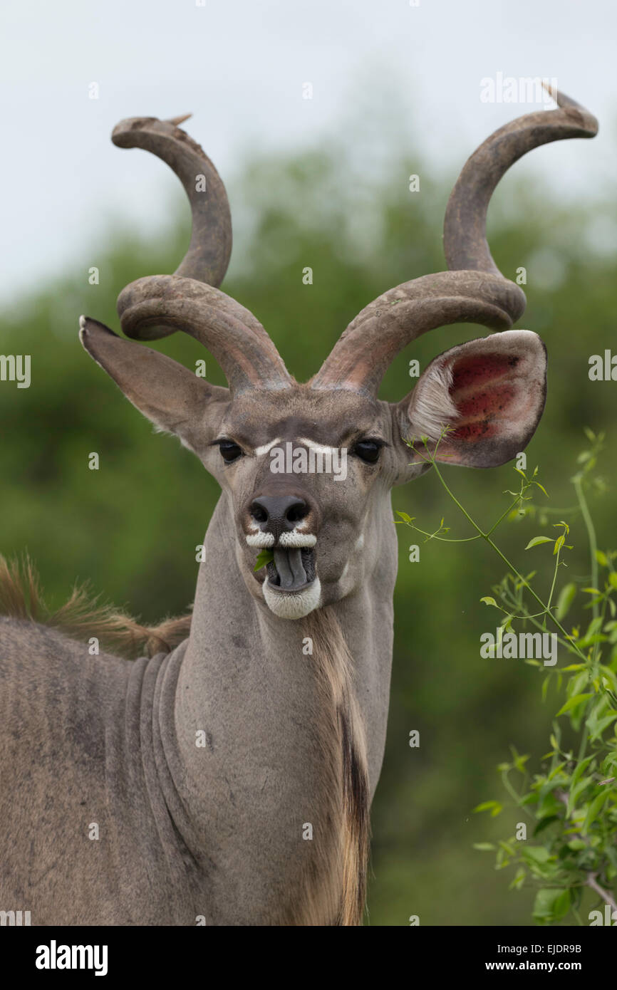 Buck Kudu con magníficos cuernos Foto de stock