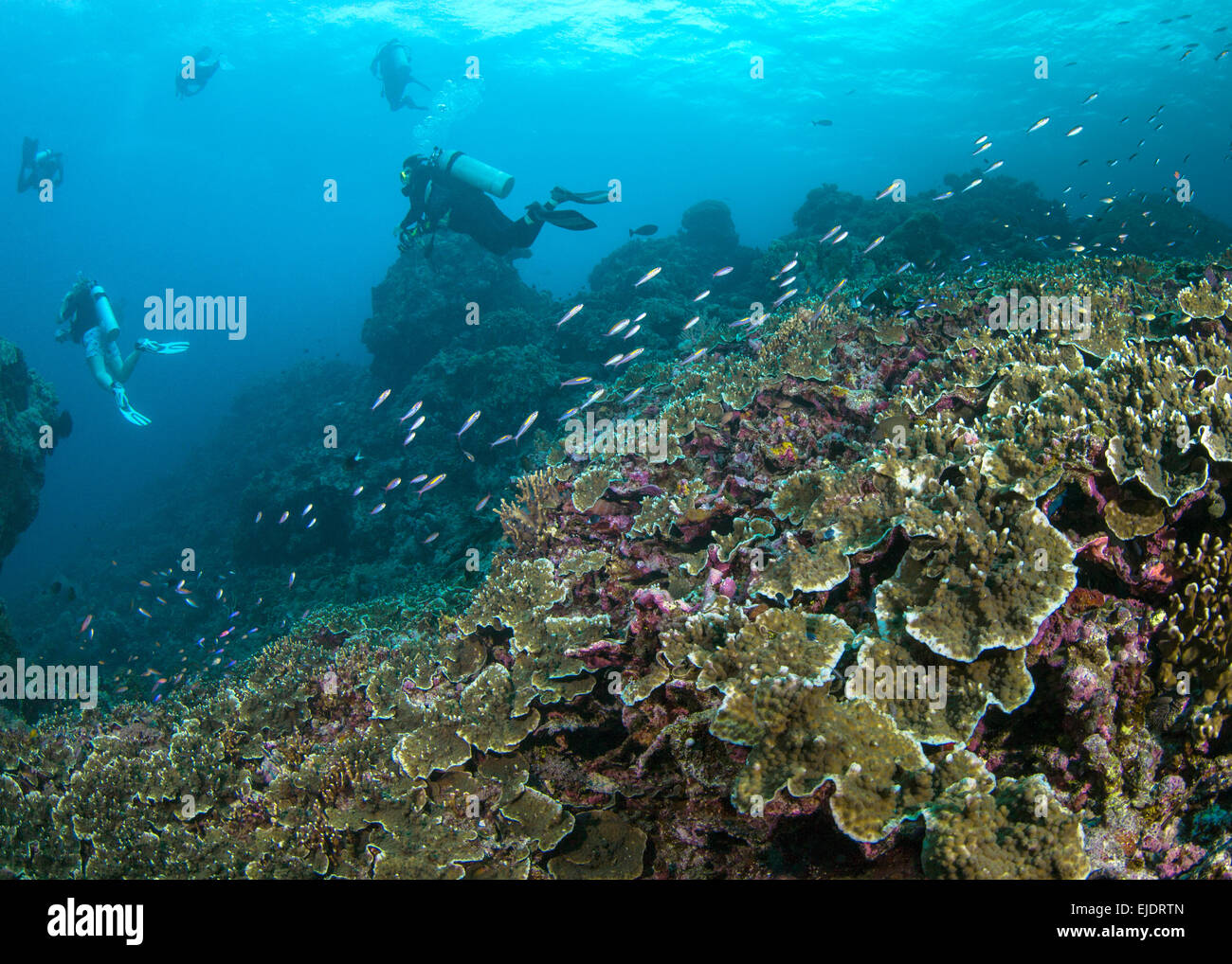 Los buzos nadar en arrecifes de coral duro (Montipora sp.). Islas Spratly, en el Mar del Sur de China. Foto de stock