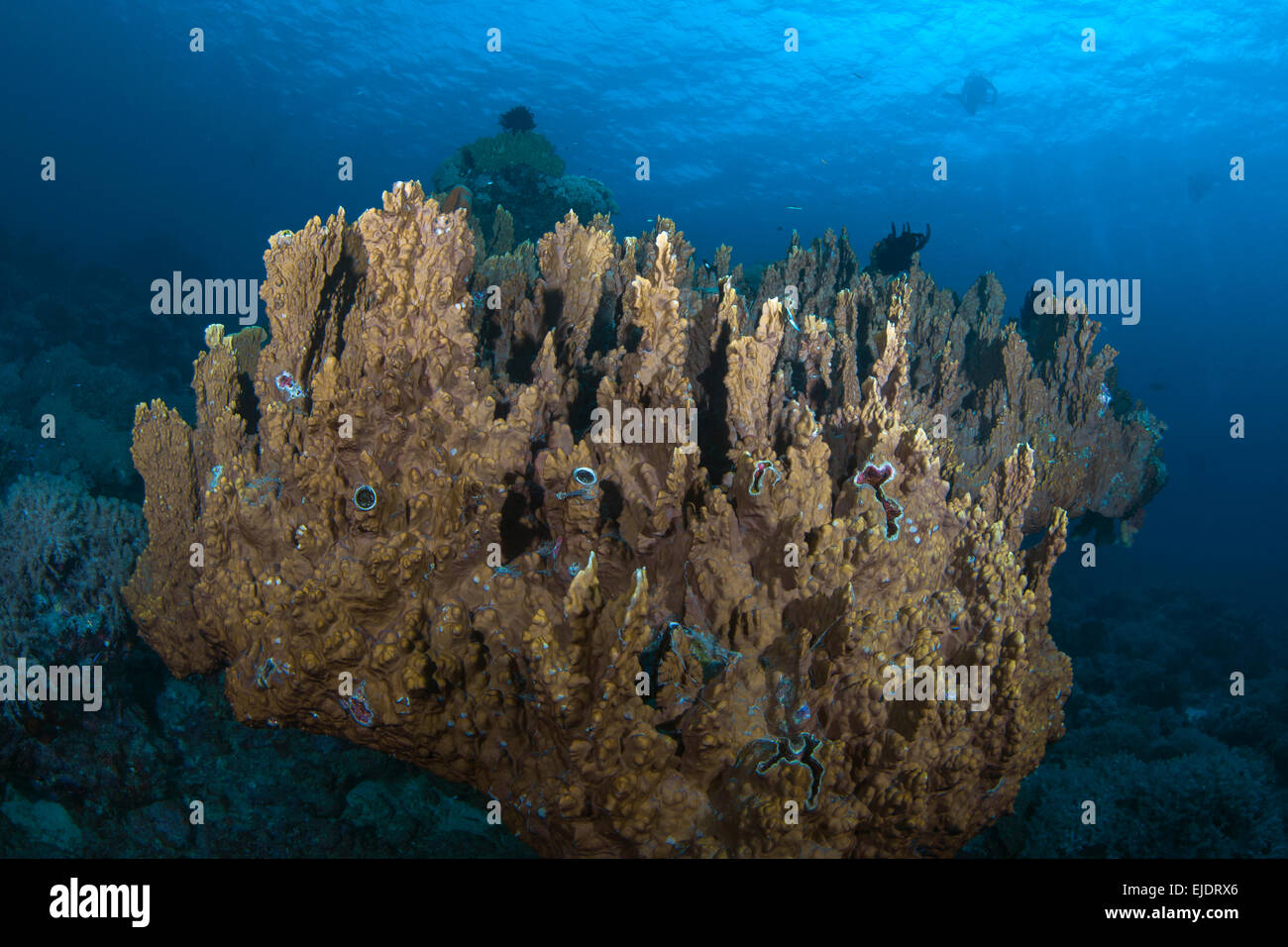Colonias de coral duro Columnar (Montipora sp.) parece flotar sobre el suelo marino, con siluetas de los buceadores en las aguas azules del fondo. Foto de stock