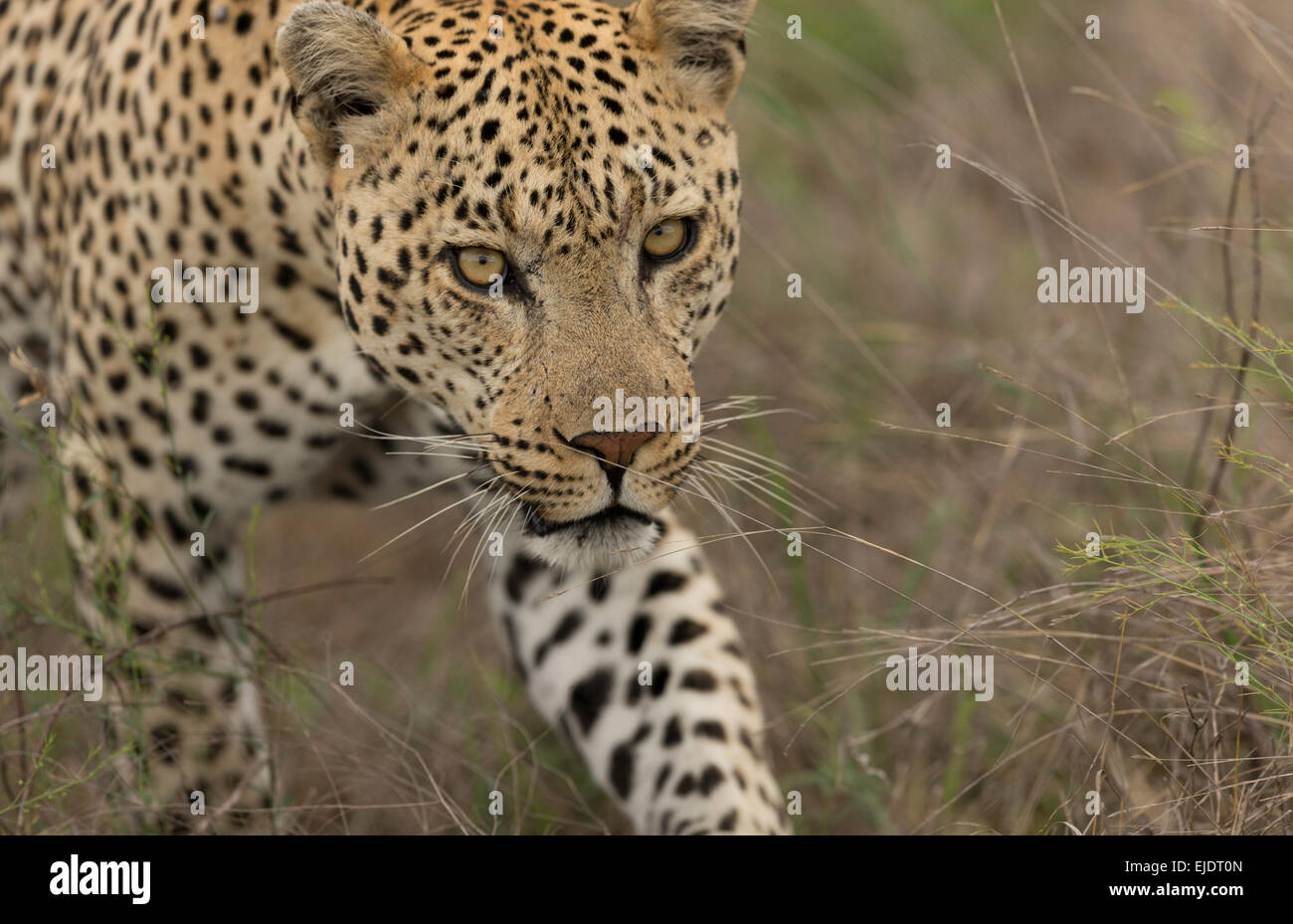 Leopard caminando cerca del Parque Nacional Kruger en Sudáfrica Foto de stock