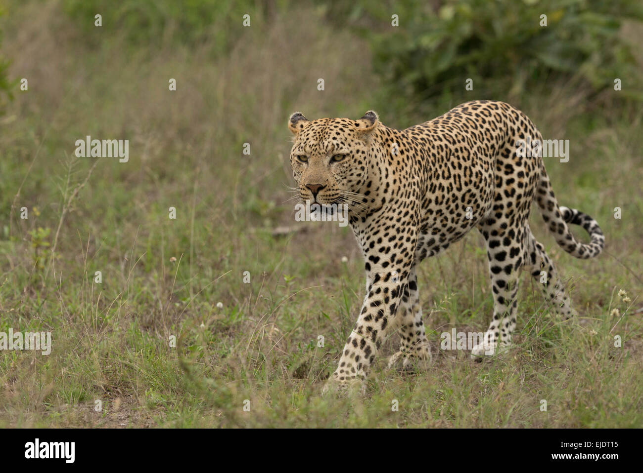 Leopard caminar en el Parque Nacional Kruger Sudáfrica Foto de stock