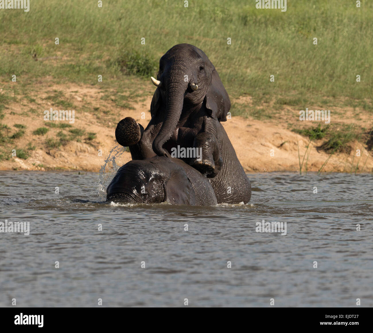 Acoplamiento de un río de los elefantes en el Parque Nacional Kruger Sudáfrica Foto de stock