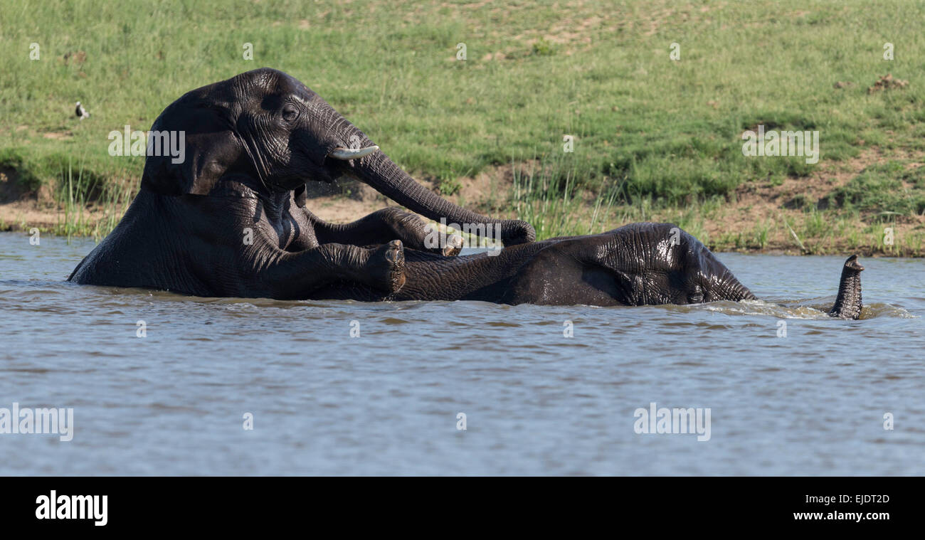 Acoplamiento de un río de los elefantes en el Parque Nacional Kruger Sudáfrica Foto de stock