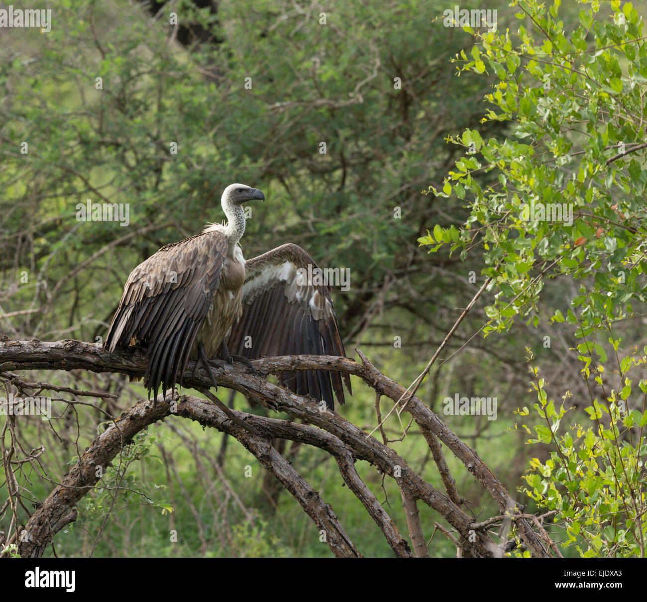 Buitre respaldados blanco - Parque Nacional Kruger Sudáfrica Foto de stock
