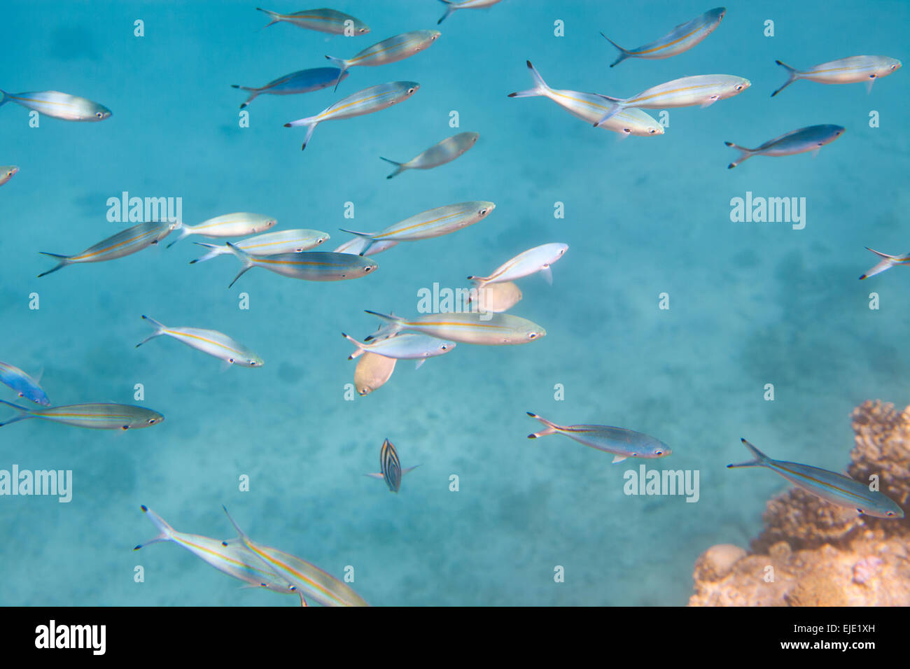 Un grupo de peces tropicales en el Mar Rojo. Foto de stock