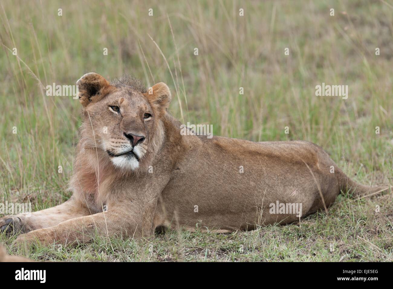 León en la sabana de Kenya Foto de stock
