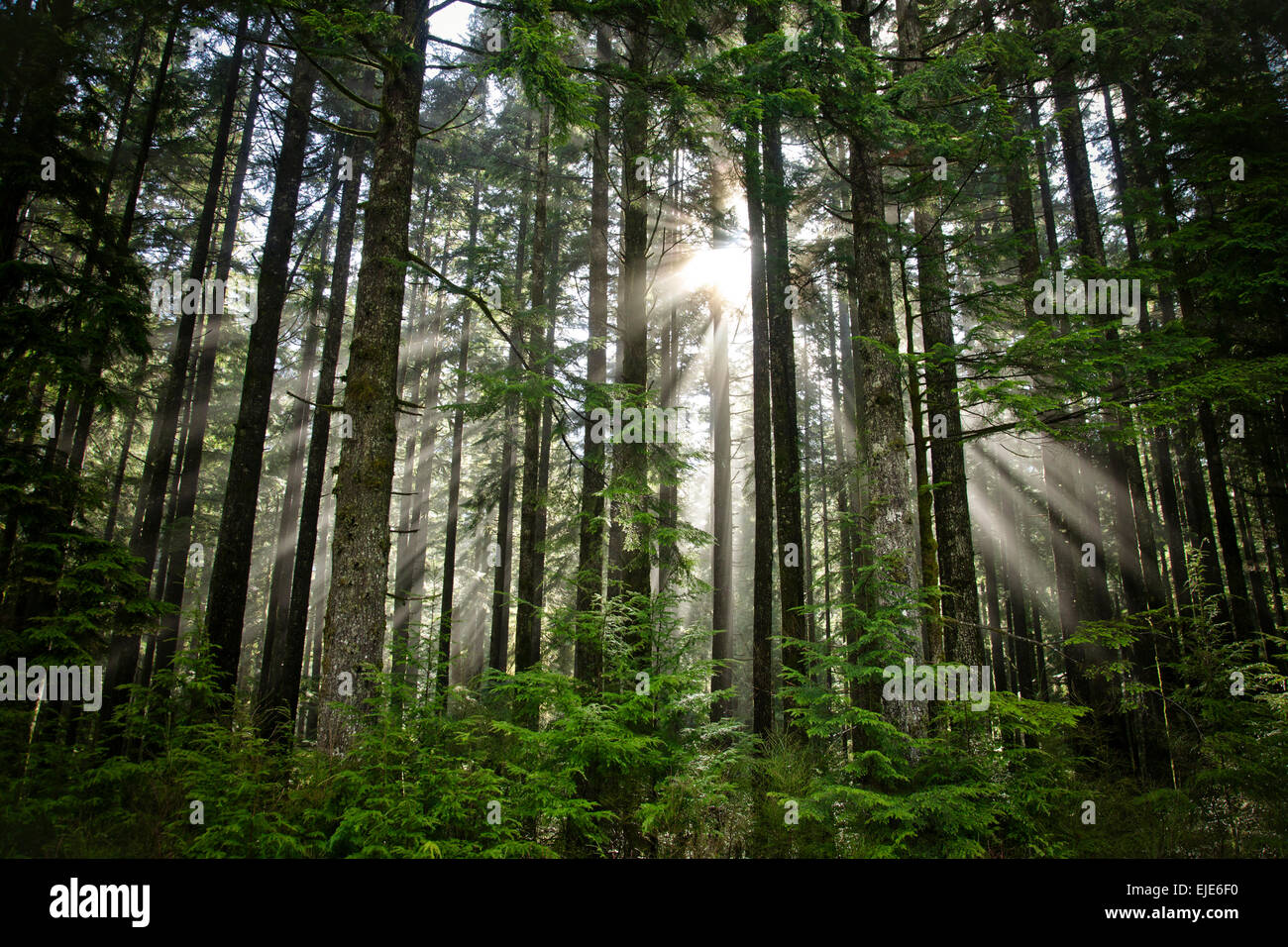 Por la mañana los rayos del sol brillan a través de un exuberante bosque Foto de stock