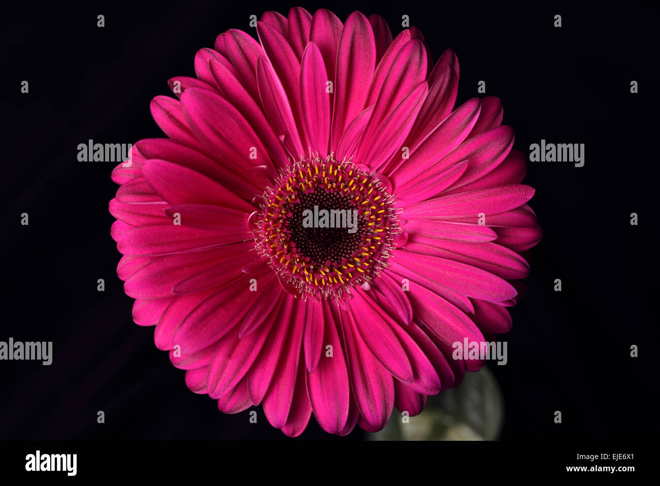 Pink Gerbera daisy flor con un fondo oscuro Foto de stock
