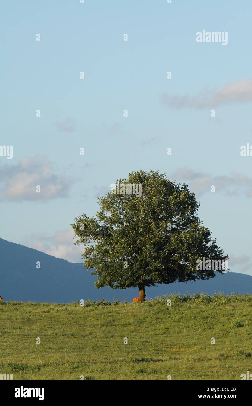 Árbol solitario en la colina. Foto de stock