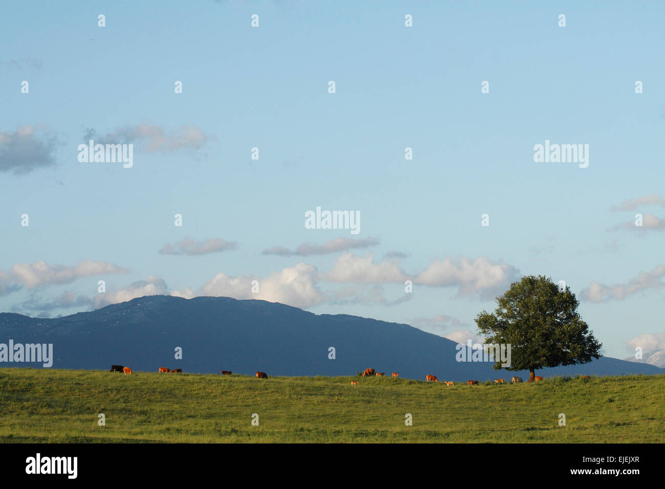 Árbol solitario en la colina y el pastoreo de vacas Foto de stock