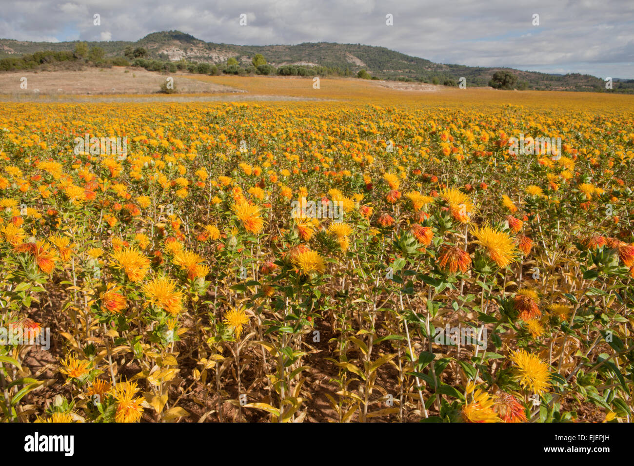 Campos amarillos de in Bloom, La Alcarria, Guadalajara, España Foto de stock