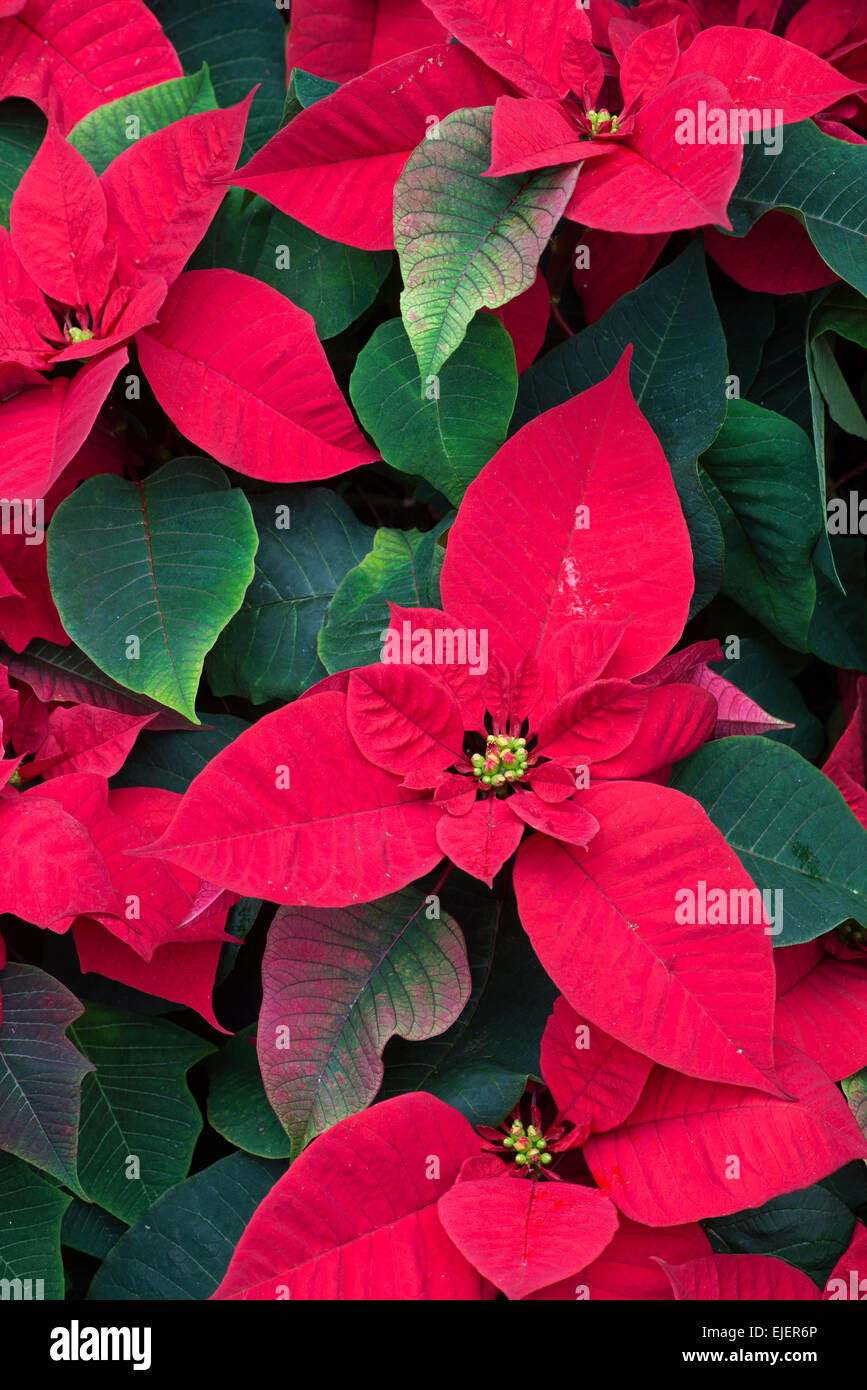 Poinsettia: Euphorbia pulcherrima Foto de stock