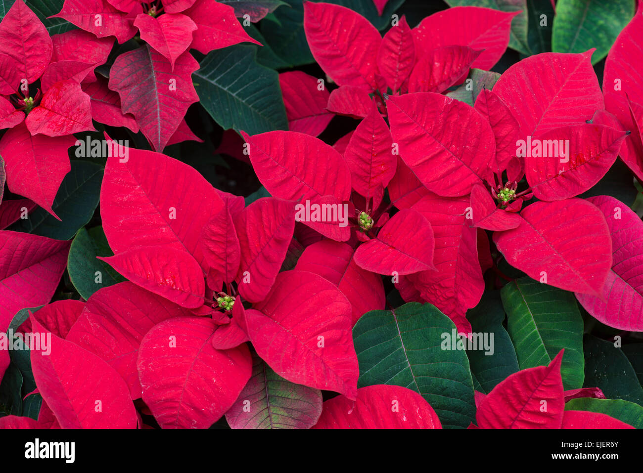 Poinsettia: Euphorbia pulcherrima Foto de stock