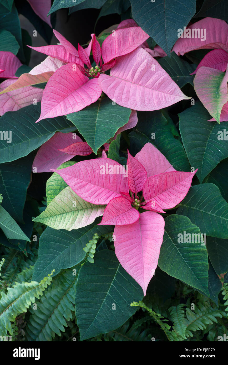 Poinsettia: Euphorbia pulcherrima 'lápiz labial rosa' Foto de stock