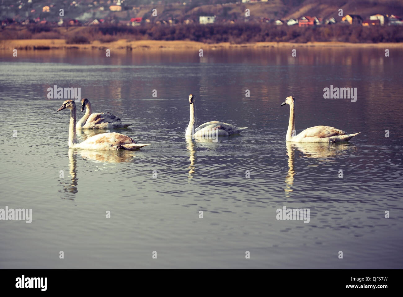 Los cisnes sobre el agua del lago azul en día soleado Foto de stock